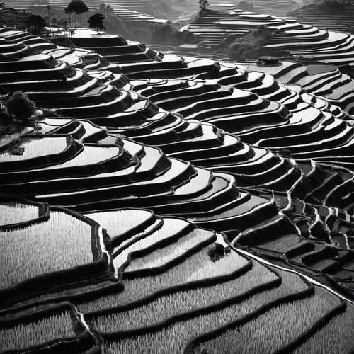 Uma imagem em preto e branco de alto contraste de uma vista aérea de campos de arroz em terraços.