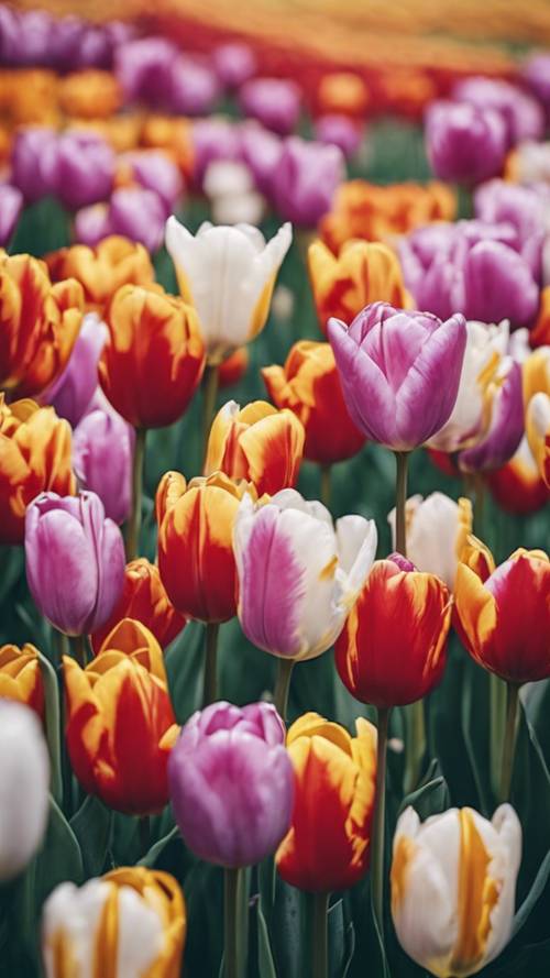 Bellissimi tulipani multicolori che fioriscono in un campo.
