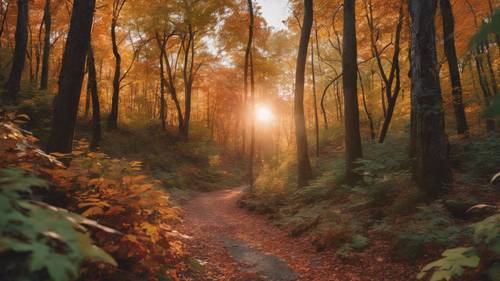 Uma trilha de caminhada que serpenteia por uma floresta densa coberta pelas cores brilhantes do outono, com o sol se pondo ao fundo.