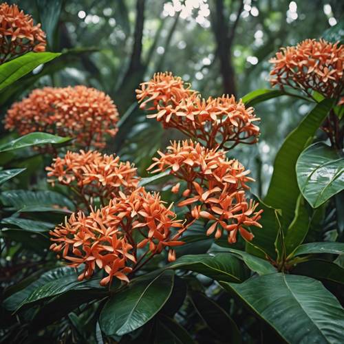 Hutan hujan tropis yang mekar penuh dengan rangkaian bunga Ixora, atau Melati India Barat.