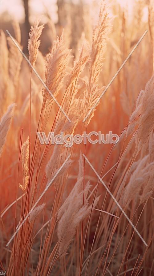 Champ doré d&#39;herbe de pampa moelleuse au coucher du soleil