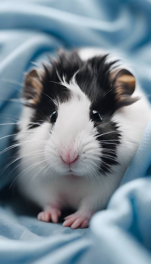 Cận cảnh một chú chuột hamster Syria màu đen và trắng đang cuộn tròn trong giấc ngủ yên bình trên chiếc giường màu xanh lam.