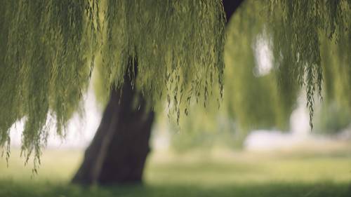 Kutipan estetika yang tercipta dari dahan dan daun pohon willow yang menangis.