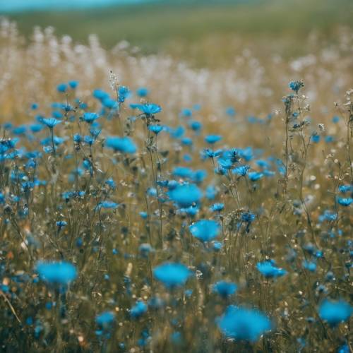 Живописная сцена лазурно-голубой равнины с крапинками полевых цветов.