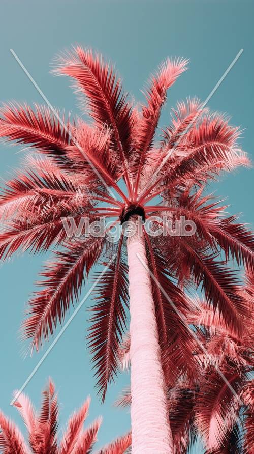藍天下的粉紅色棕櫚樹