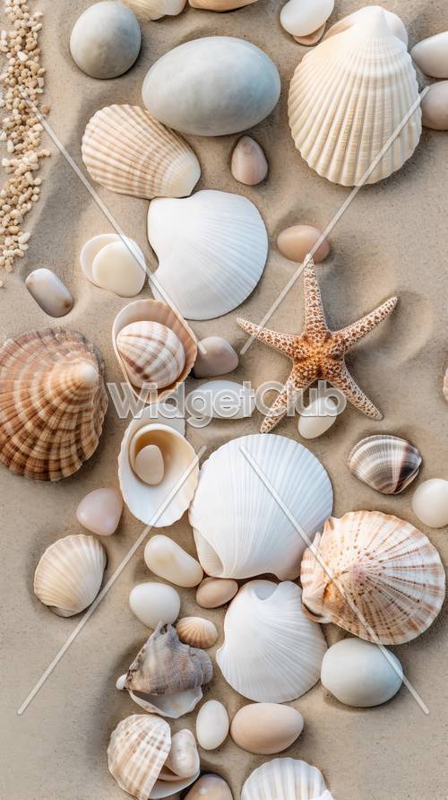 نجم البحر والأصداف على الشاطئ الرملي