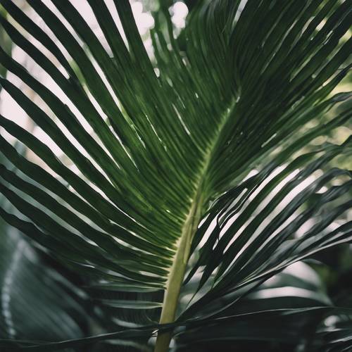 Une feuille de palmier tropical pâle, fraîchement germée, sur une feuille mature plus foncée en arrière-plan.