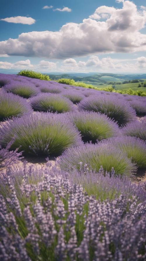 A dreamy landscape of rolling hills filled with luscious lavender plants under a blue sky with fluffy white clouds.