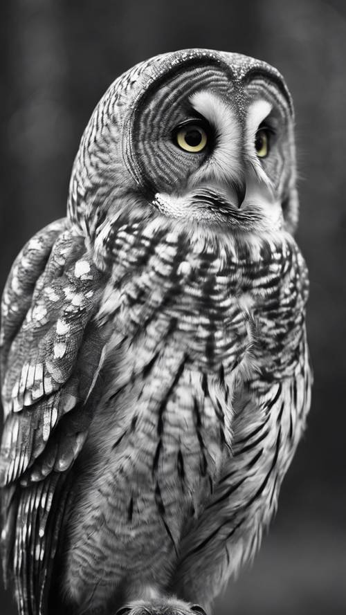A detailed grayscale of a gray owl highlighting its well-textured plumage.