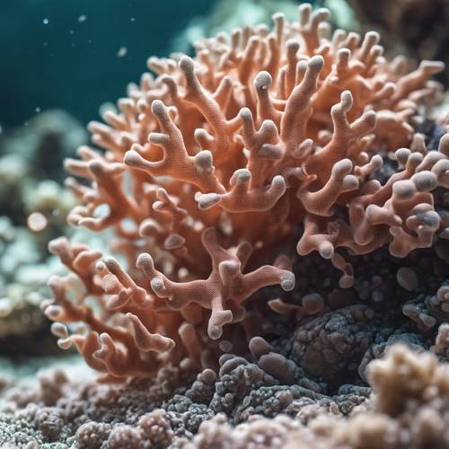 Um close da textura delicada de um coral rochoso.