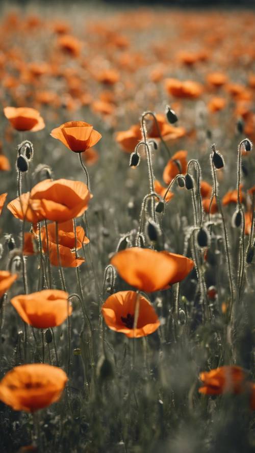 A field of orange poppies gently swaying in a cool breeze.