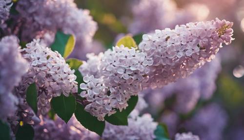 Tampilan jarak dekat dari bunga lilac putih bermandikan cahaya senja ungu.