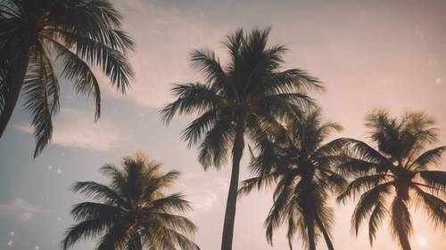A faded vintage photograph of tropical palm trees against the sky at sunset