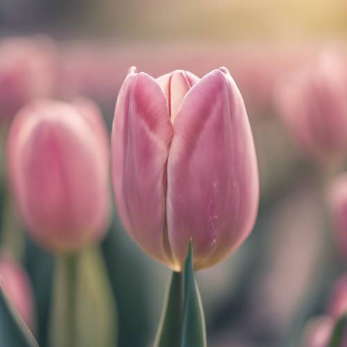 Un primo piano di un tulipano rosa solitario su uno sfondo pastello morbido e sfocato