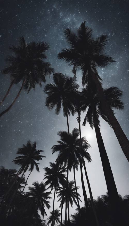 Wide angle shot of a dense grove of dark palm trees silhouetted against the moonlight.