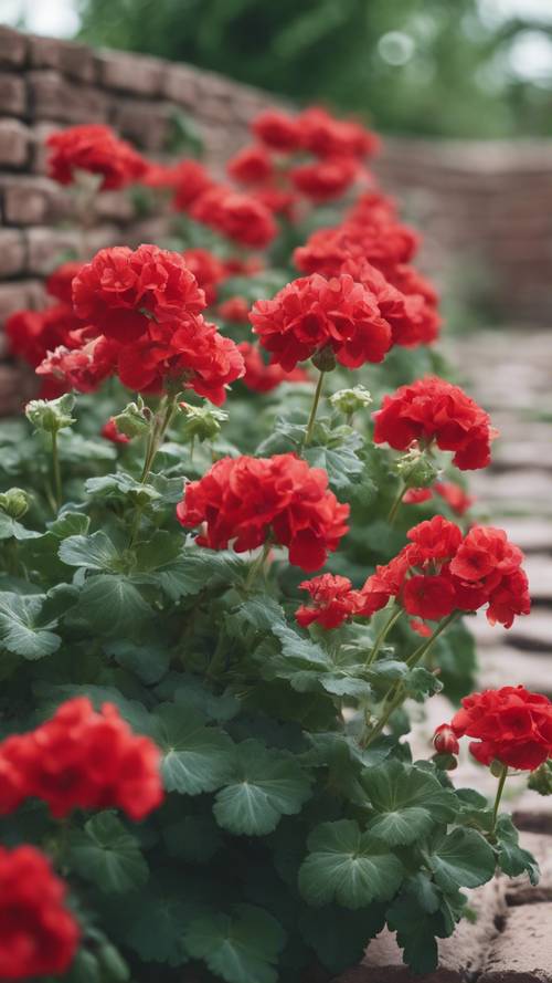 A cluster of bright red geraniums tumbling over the ancient brick wall of a rustic garden.