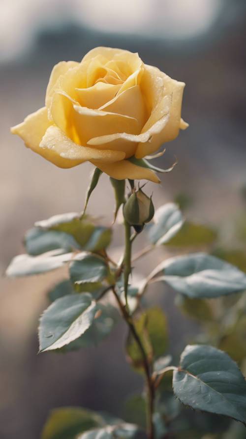 一朵黃玫瑰獨立，焦點柔和，傳達孤獨的感覺。