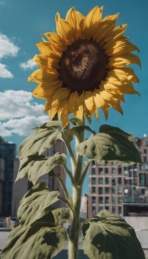 Graffiti of enormous sunflowers against the backdrop of a blue sky on an urban building