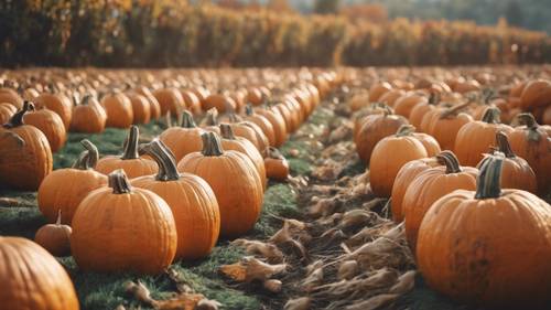 Ein herbstliches Kürbisbeet mit Kürbissen, die so angeordnet sind, dass sie ein aufheiterndes Zitat bilden.