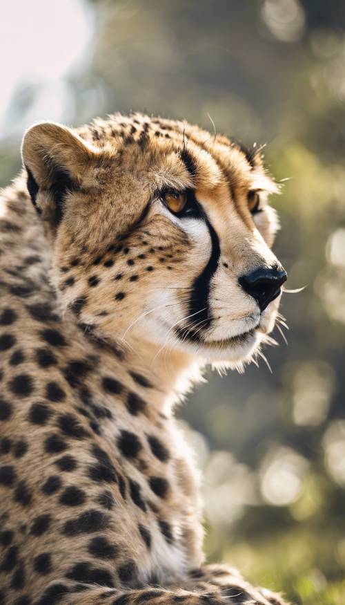 Gambaran jelas tentang cheetah dewasa, bulunya yang keabu-abuan dipenuhi bintik-bintik hitam pekat, bersantai dengan malas di bawah sinar matahari tengah hari.