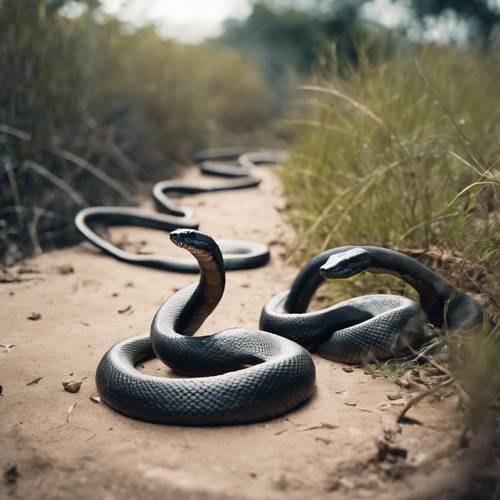 Two intertwined black mamba snakes in a battle for dominance on a path.