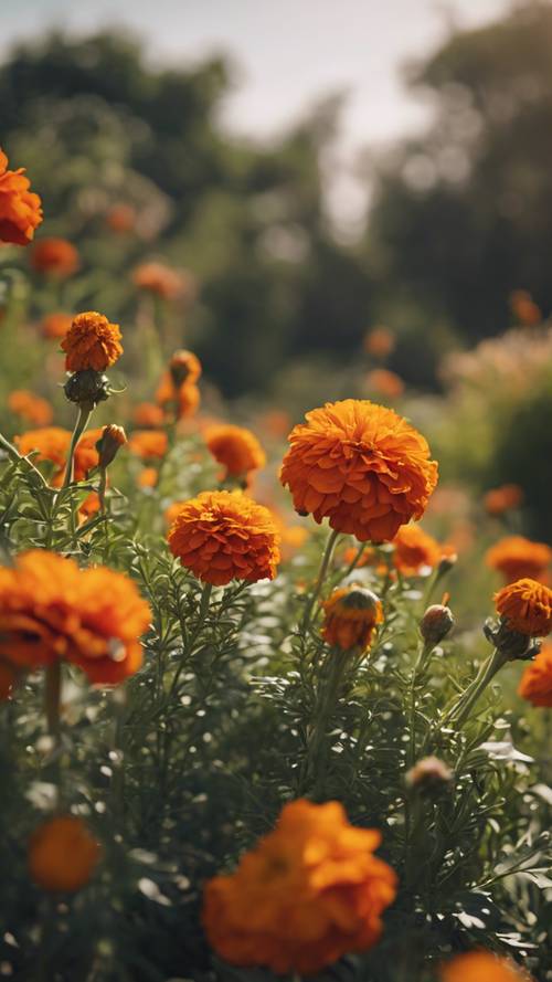 A scenic botanical garden, filled with fiery orange marigolds swaying gently in the breeze.