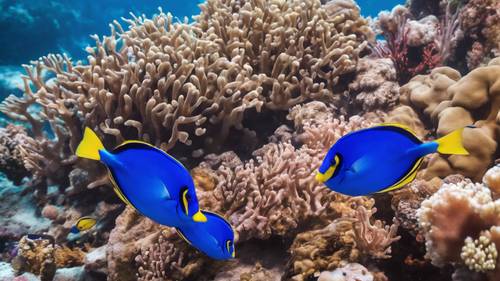 A school of electric blue tang swimming in a vibrant coral reef.