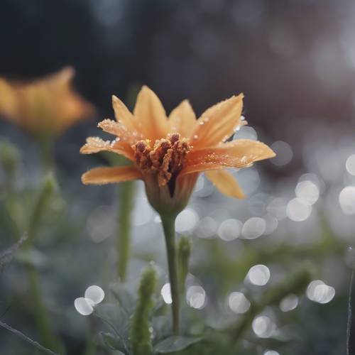 Eine kokette Blume, eingefangen in einem Moment heiterer Ruhe vor einem Sturm.