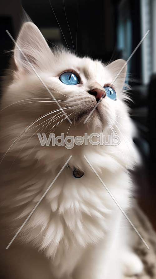 القطة البيضاء ذات العيون الزرقاء تحدق إلى الأعلى