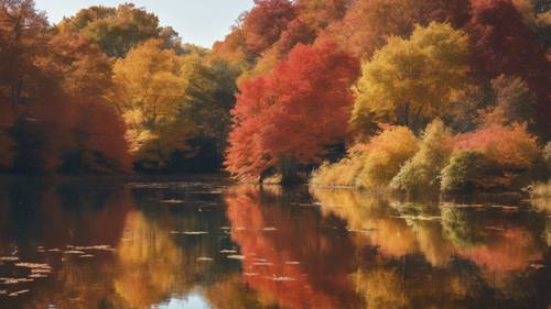 A tranquil pond with maple trees in their peak fall colors around it Tapet [3763d8746b6f49979ab3]