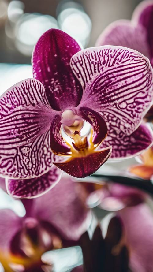 Um close do padrão intrincado dentro da flor de uma orquídea.
