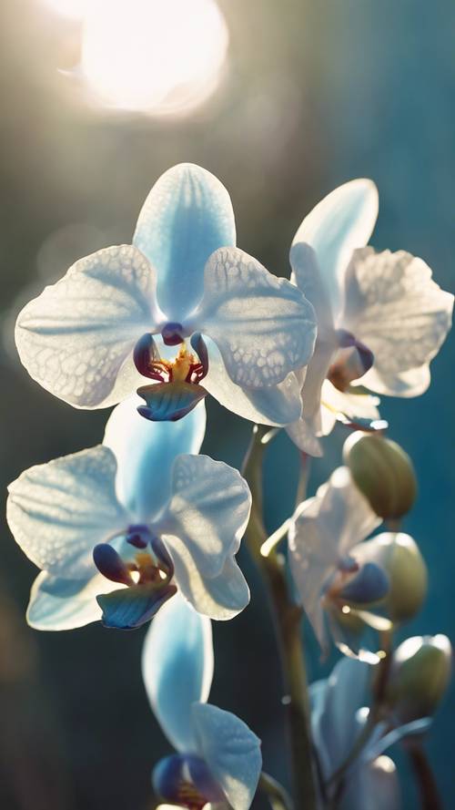 Una splendida orchidea blu pastello che assorbe i raggi del sole del primo mattino.
