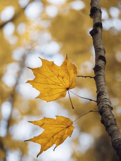 A lone yellow leaf drifted from an old maple tree.