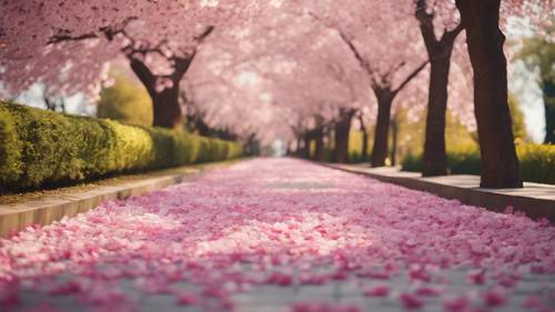 Blick an einem Frühlingsmorgen auf einen gepflasterten Weg in einem ruhigen Park, bedeckt mit Kirschblütenblättern.