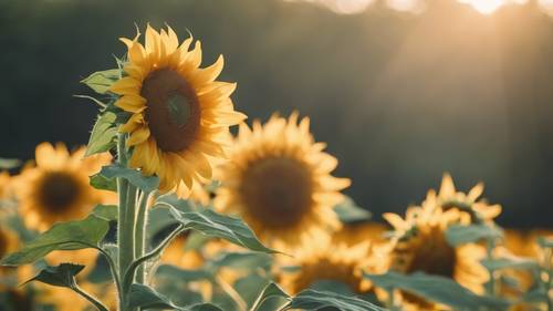 Sonnenblumen auf einem sonnenbeschienenen Feld wehen an einem windigen Julitag.