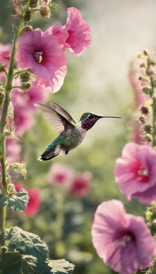 Um beija-flor pairando sobre um canteiro de malvas-rosa em flor.