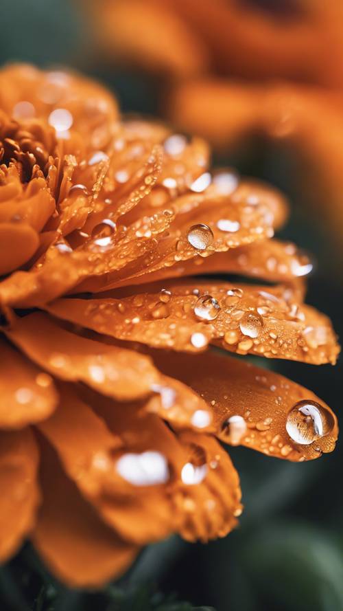 빛나는 오렌지 메리골드 꽃잎에 이슬 방울이 맺혀 있습니다.
