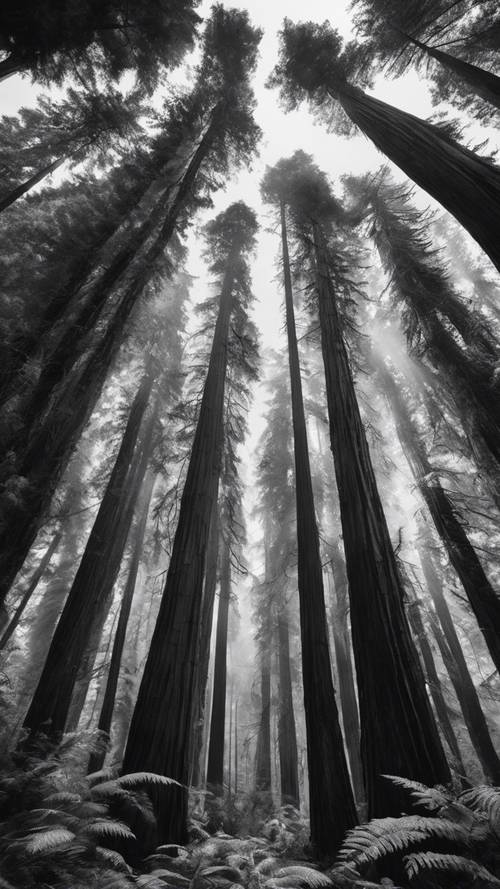 Pohon redwood yang megah di hutan lebat, batangnya yang menjulang tinggi dan kanopi yang rimbun digambarkan dalam warna hitam putih yang mencolok.