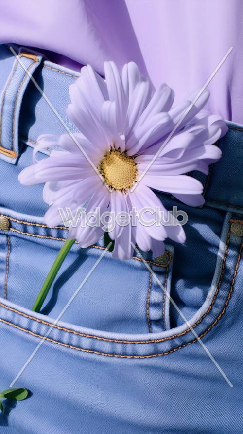 Lila Gänseblümchen in blauer Jeanstasche