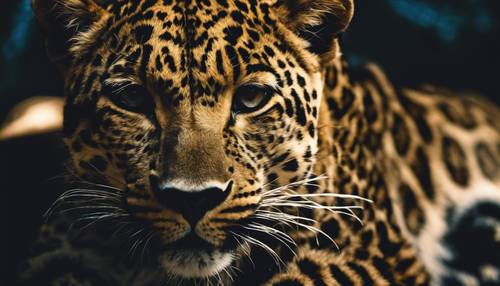 Gece temalı leopar desenli; karanlık ve gizemli noktalar sürekli dağılmış, sinsi bir varlığa işaret ediyordu.