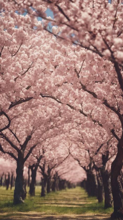 Ein Feld blühender Kirschblütenbäume mit braunen Stämmen.