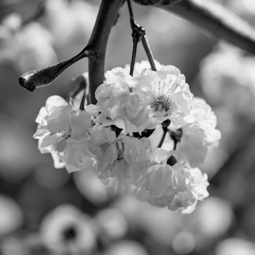 桜の花から広がる桜の実の白黒写真