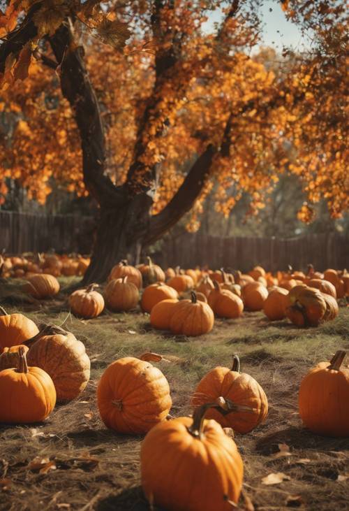 Tradycyjna grządka dyni pełna dużych, żywych dyń na tle drzew mieniących się jesiennymi kolorami.
