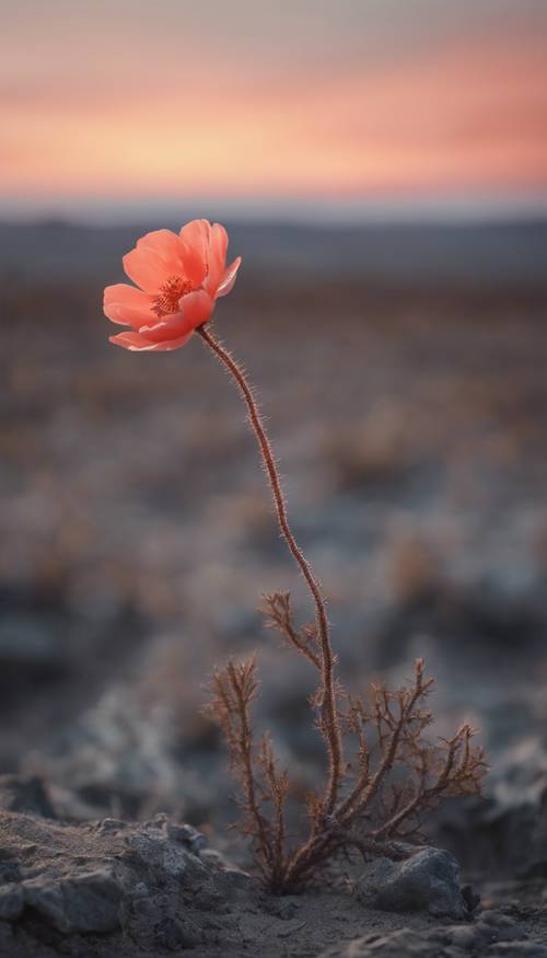 Eine einsame korallenfarbene Blume, die während des Sonnenuntergangs inmitten einer öden, verlassenen Landschaft blüht.