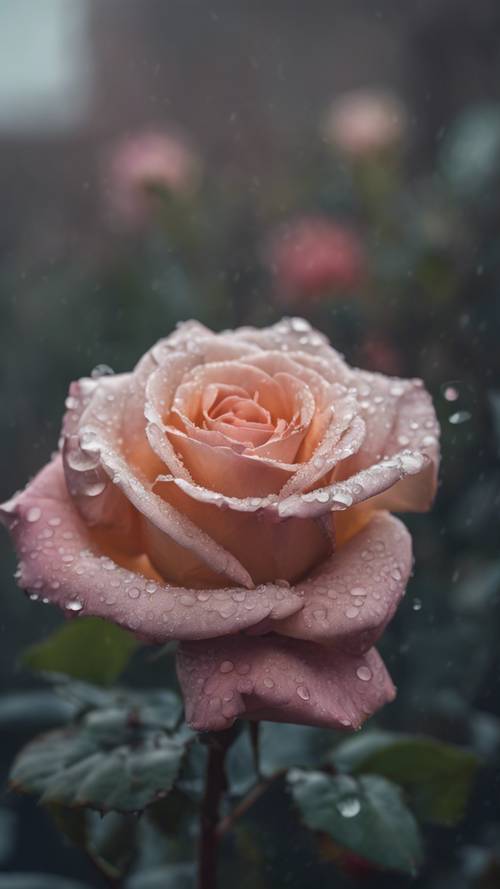 一朵杂交茶玫瑰，花瓣上沾满露珠，背景为美观而柔和。