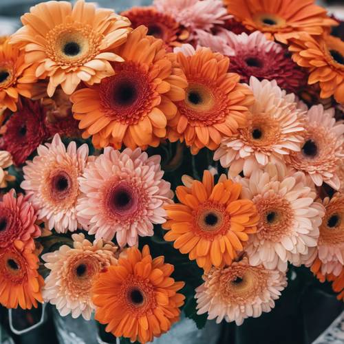 Vases of assorted colorful orage gerbera flowers at a farmers market.