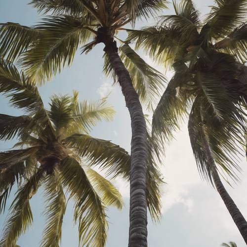 A white palm tree heavily laden with coconuts standing tall on a deserted island