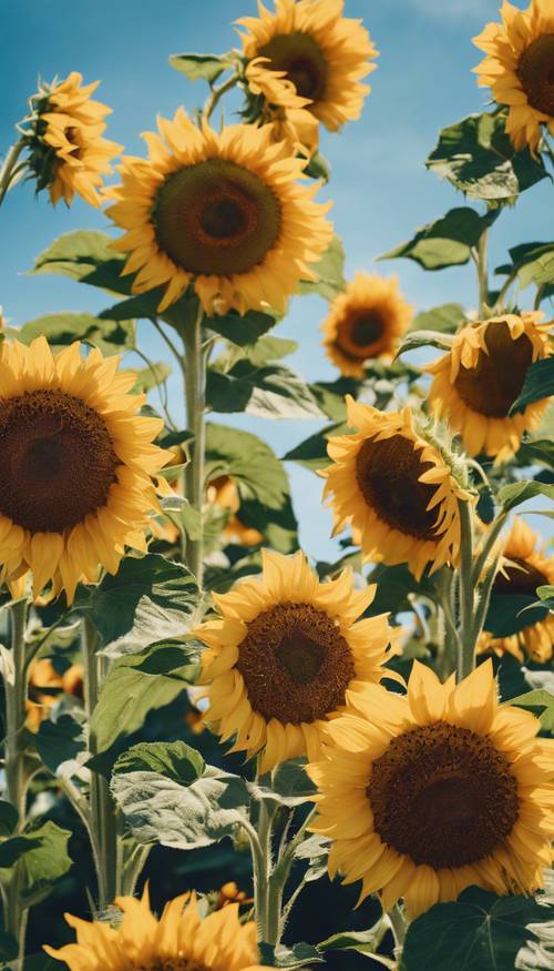 A bunch of sunflowers facing the summer sun against a clear, blue sky.