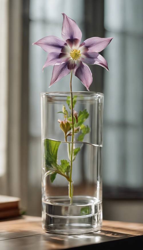 ดอกไม้โคลัมไบน์โดดเดี่ยวดอกหนึ่งยืนสูงในแจกันแก้วใสที่วางอยู่บนโต๊ะไม้เนื้อแข็ง