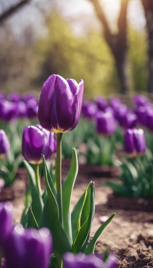 Un tulipán de color púrpura intenso que florece en un jardín primaveral bien cuidado.
